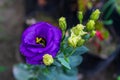 Eustoma russellianum Bright purple blue flower Royalty Free Stock Photo
