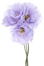 Eustoma