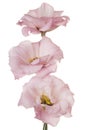 Eustoma