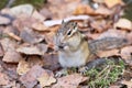 Eutamias sibiricus. Asian chipmunk among fallen leaves Royalty Free Stock Photo