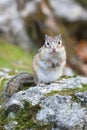 Eutamias sibiricus. An Asian chipmunk holds seeds in its paw Royalty Free Stock Photo