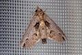 Euteliid Moth Royalty Free Stock Photo