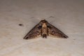 Euteliid Moth Royalty Free Stock Photo