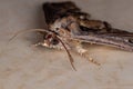 Euteliid Moth Royalty Free Stock Photo