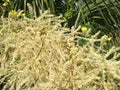 Euterpe Oleracea, Acai Palm Tree Blossoming in Bright Sunlight in Port Orange, FL.