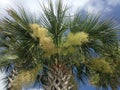 Euterpe Oleracea, Acai Palm Tree Blossoming in Bright Sunlight in Port Orange, FL. Royalty Free Stock Photo