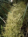 Euterpe Oleracea, Acai Palm Tree Blossoming in Port Orange, FL. Royalty Free Stock Photo