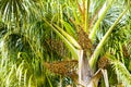 Euterpe Oleracea Tree With Seeds Royalty Free Stock Photo
