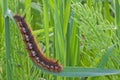 Euthrix potatoria Royalty Free Stock Photo