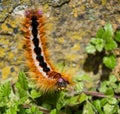 Eutricha capensis Caterpillar