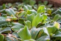 Eutrophic green plants, algae and floats in a tank Royalty Free Stock Photo