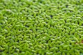 Eutrophic green plants, algae and floats in a tank Royalty Free Stock Photo