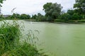 Eutrophic settling pond overgrown with aquatic plants Piscia and duckweed (Lemna turionifera) Royalty Free Stock Photo