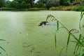 Eutrophic settling pond overgrown with aquatic plants Piscia and duckweed (Lemna turionifera) Royalty Free Stock Photo