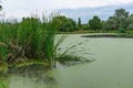 Eutrophic settling pond overgrown with aquatic plants Piscia and duckweed (Lemna turionifera) Royalty Free Stock Photo