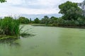 Eutrophic settling pond overgrown with aquatic plants Piscia and duckweed (Lemna turionifera) Royalty Free Stock Photo