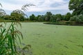 Eutrophic settling pond overgrown with aquatic plants Piscia and duckweed (Lemna turionifera) Royalty Free Stock Photo