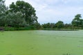 Eutrophic settling pond overgrown with aquatic plants Piscia and duckweed (Lemna turionifera) Royalty Free Stock Photo