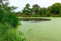 Eutrophic settling pond overgrown with aquatic plants Piscia and duckweed (Lemna turionifera) and Wolffia Royalty Free Stock Photo