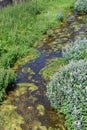 Eutrophication by algae in a river