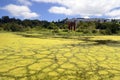 Eutrophication by algae in a water reservoir Royalty Free Stock Photo