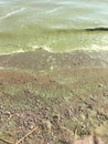 Eutrophication, excessive plant and algal growth, in a beach with green water in the Baltic Sea, Helsinki