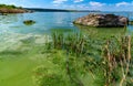 Eutrophication of the Khadzhibey estuary, blooms in the water of the blue-green algae Microcystis aeruginosa