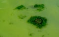 Eutrophication of the Khadzhibey estuary, blooms in the water of the blue-green algae Microcystis aeruginosa