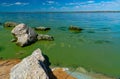 Eutrophication of the Khadzhibey estuary, blooms in the water of the blue-green algae Microcystis aeruginosa