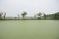 A lake polluted by eutrophication