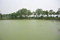 A lake polluted by eutrophication Royalty Free Stock Photo