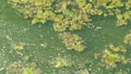 Eutrophication of water reservoirs. Green, dirty water