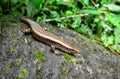 Eutropis multifasciata, commonly known as the East Indian brown mabuya, many lined sun skink, common sun skink or as golden skink