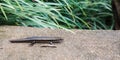 Eutropis multifasciata Skink or Common Sun Skink with growing tail on the garden floor ground. Skinks are lizards belonging to the