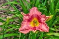 Eval #100 Pink Day Lily