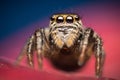 High magnification macro closeup of beautiful Evarcha arcuata jumping spider