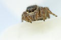 Evarcha arcuata Jumping Spider Macro Shot