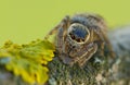 Evarcha arcuata Jumping Spider Macro Shot Royalty Free Stock Photo