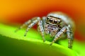 Evarcha falcata female jumping spider close up