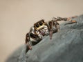 Evarcha Jucunda jumping spider