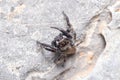 Evarcha jucunda spider walking on a rock looking for preys