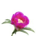 Evasive peony, or Mary\'s root (Paeonia anomala)