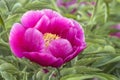 Evasive peony, or Mary\'s root (Paeonia anomala)