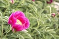 Evasive peony, or Mary\'s root (Paeonia anomala)