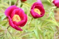 Evasive peony, or Mary's root. Paeonia anomala. Floral background