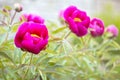 Evasive peony, or Mary's root. Paeonia anomala. Floral background