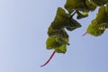 Eve\'s umbrella plant, Coccoloba pubescens with red flowers green leaf. Sky background with largeleaf or mountain-grape Royalty Free Stock Photo