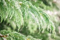 Evegreen trees covered in ice and snow Royalty Free Stock Photo