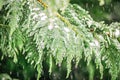 Evegreen trees covered in ice and snow Royalty Free Stock Photo
