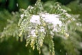 Evegreen trees covered in ice and snow Royalty Free Stock Photo